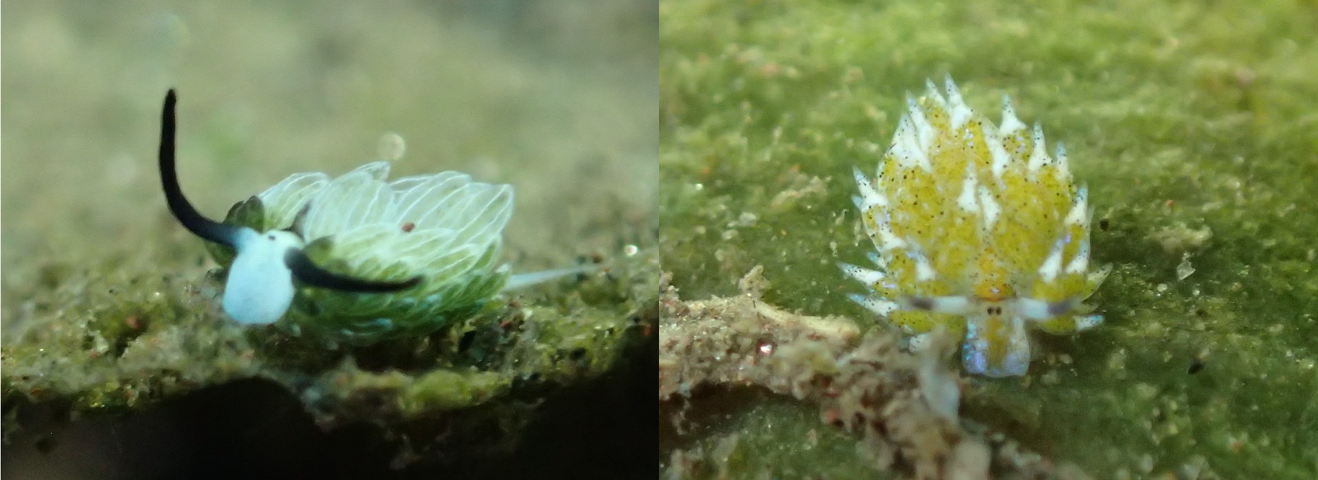 nudi_sheep nudi_sheep