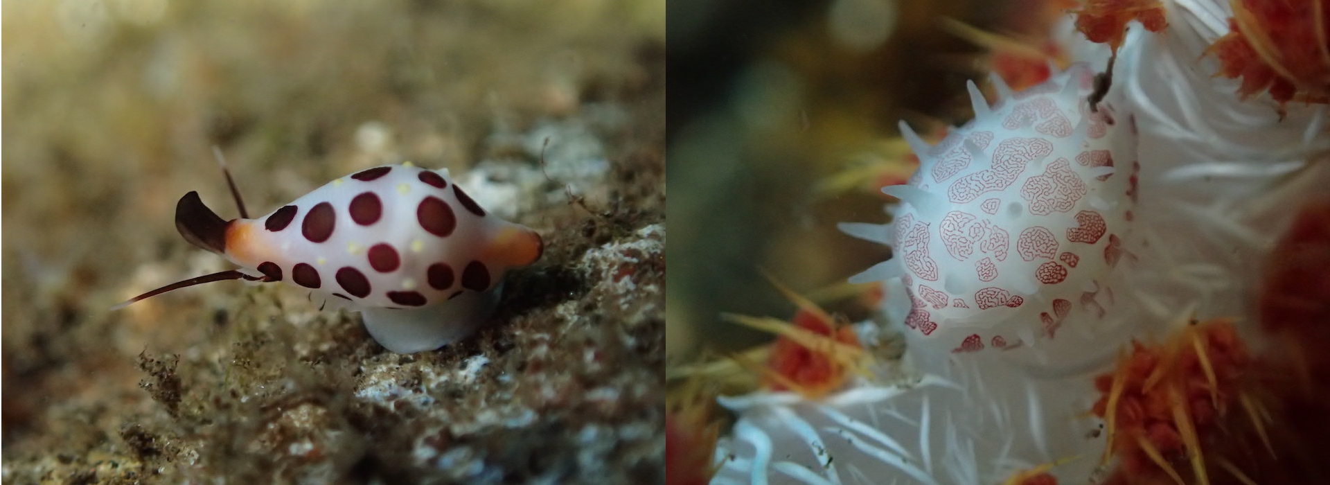 pink_shell pink_shell